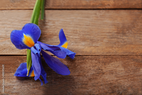 Beautiful iris flower on wooden background, copy space