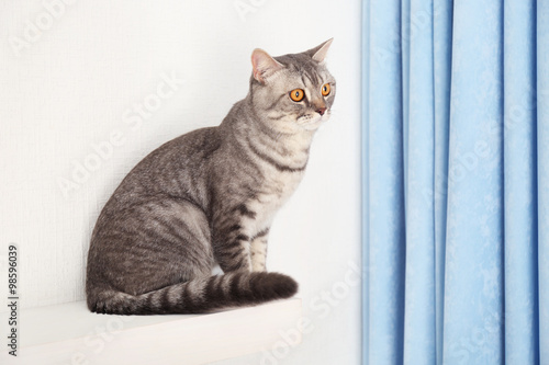Grey cat against white wall and blue curtains, close up