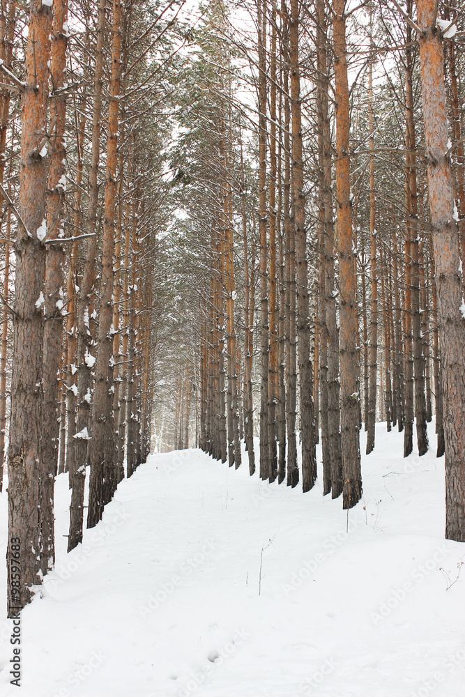 Symmetrical line of trees