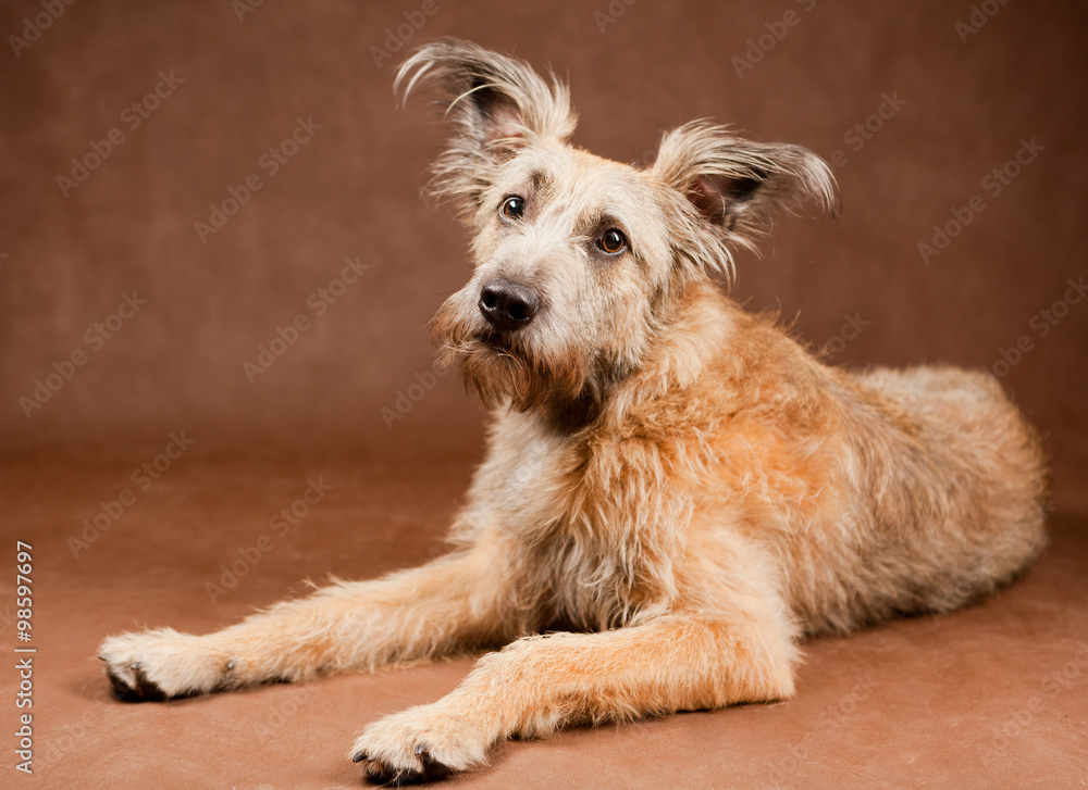 Portrait of a funny brown and fluffy dog studio shot