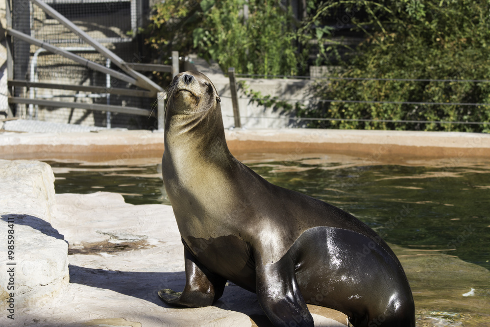 Fototapeta premium Sunbathing Sea Lion