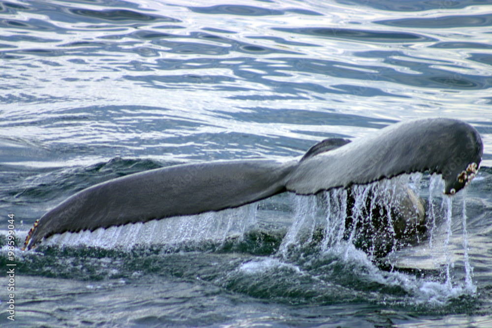 Fototapeta premium Tail fin of a gray whale in Atlantic..