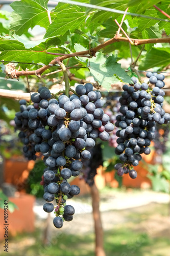 red wine grapes hang from a vine