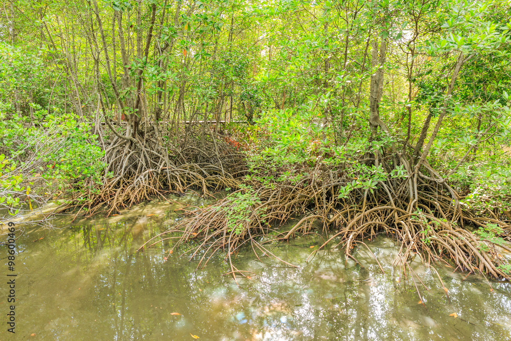 Mangrove trees in tropical forest Mangrove trees in tropical forest