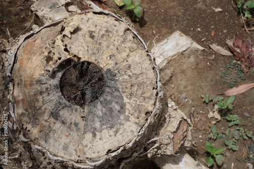 close up tree stump
