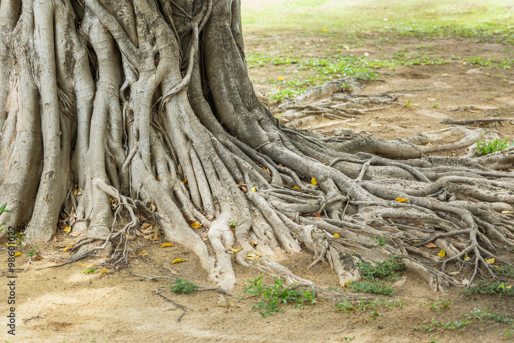 Big trunk and roots of old banyan tree Big trunk and roots of old banyan tree
