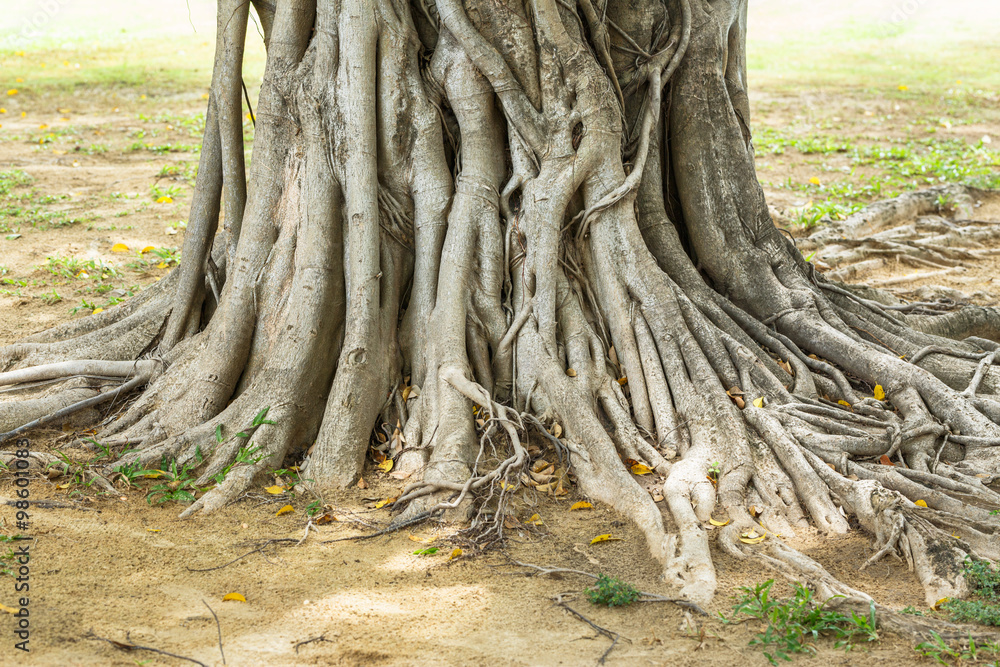 Big trunk and roots of old banyan tree
