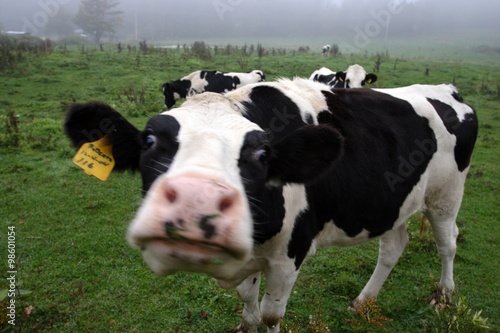 Foto Cow ..