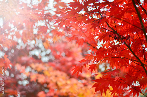 Blurred image of red maple in autumn tree background.Soft focus