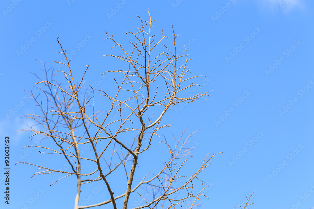Dry tree on cloudy and blue sky Dry tree on cloudy and blue sky