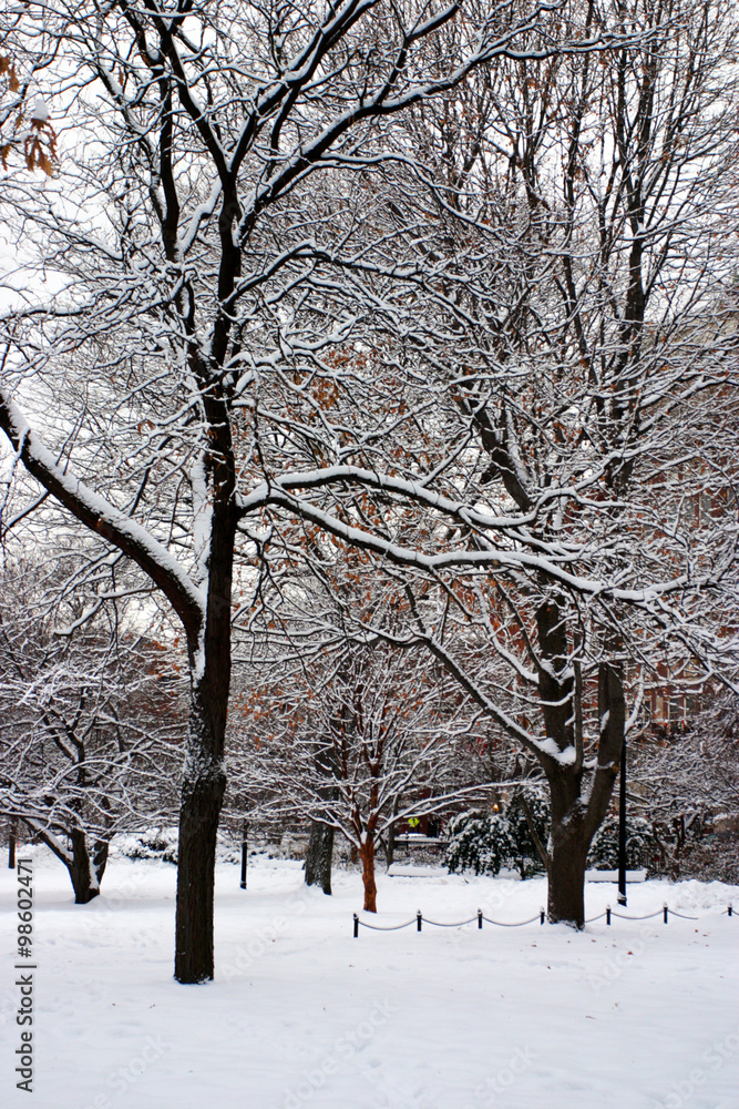 Fototapeta premium Boston Winter..