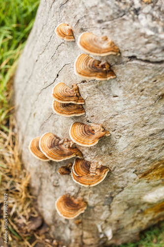 Close up mushroom on wood