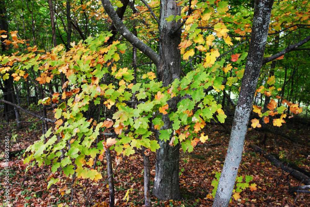 Fototapeta premium Vermont, USA..