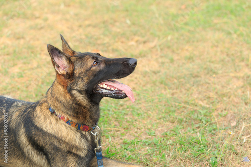 a large German Shepherd Dog that is laying down against a green