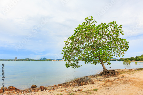 Big Indian almond tree, Terminalia catappa on a tropical shore, © sarayuth3390