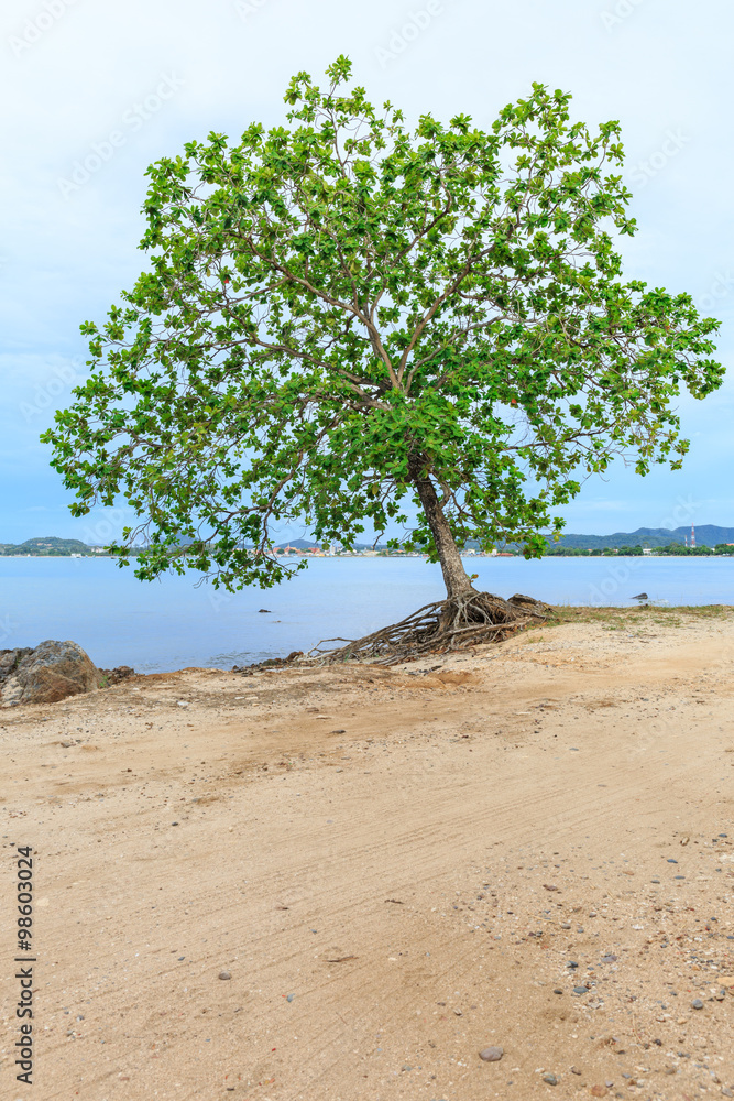 Big Indian almond tree, Terminalia catappa on a tropical shore, Big Indian almond tree, Terminalia catappa on a tropical shore,
