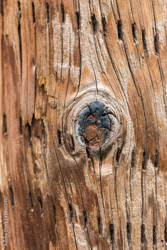 Brown wood trunk texture