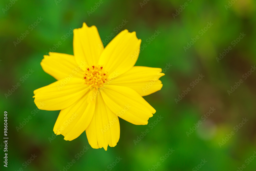 Yellow cosmos flower Yellow cosmos flower