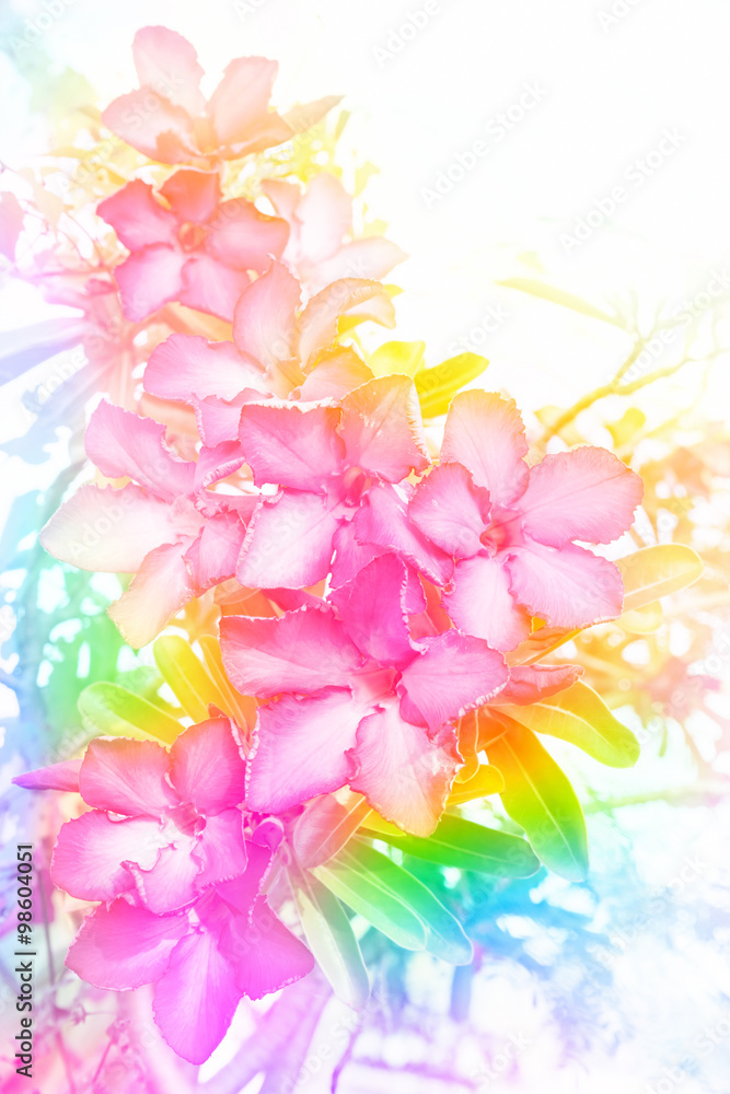 azalea,flower made by color filter for background, abstract