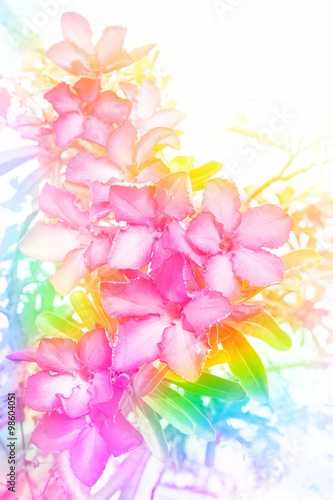 azalea,flower made by color filter for background, abstract