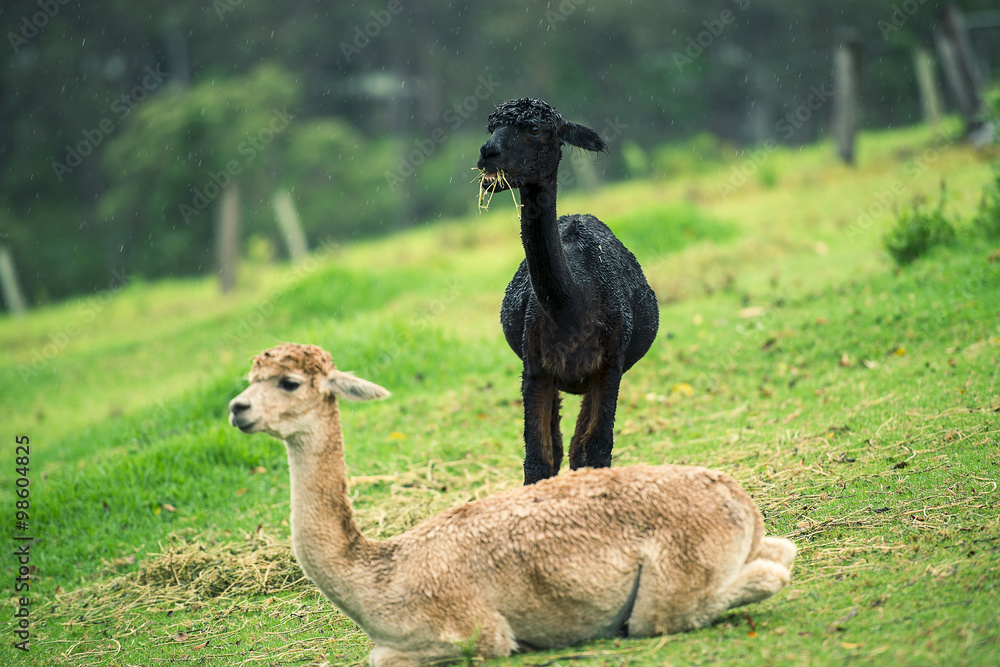 A pair of alpacas in a field during the day in Queensland
