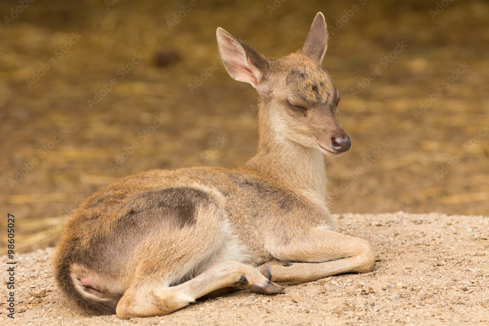 Portrait deer (Warm tone) with sleepy action.
