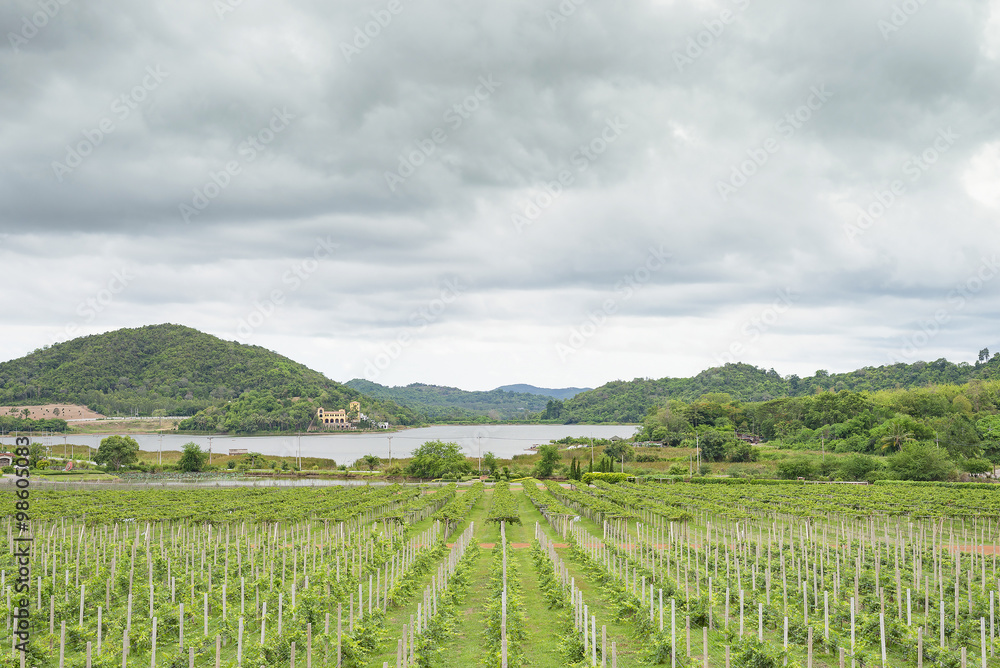 Beautiful vineyard on hills at Thailand.