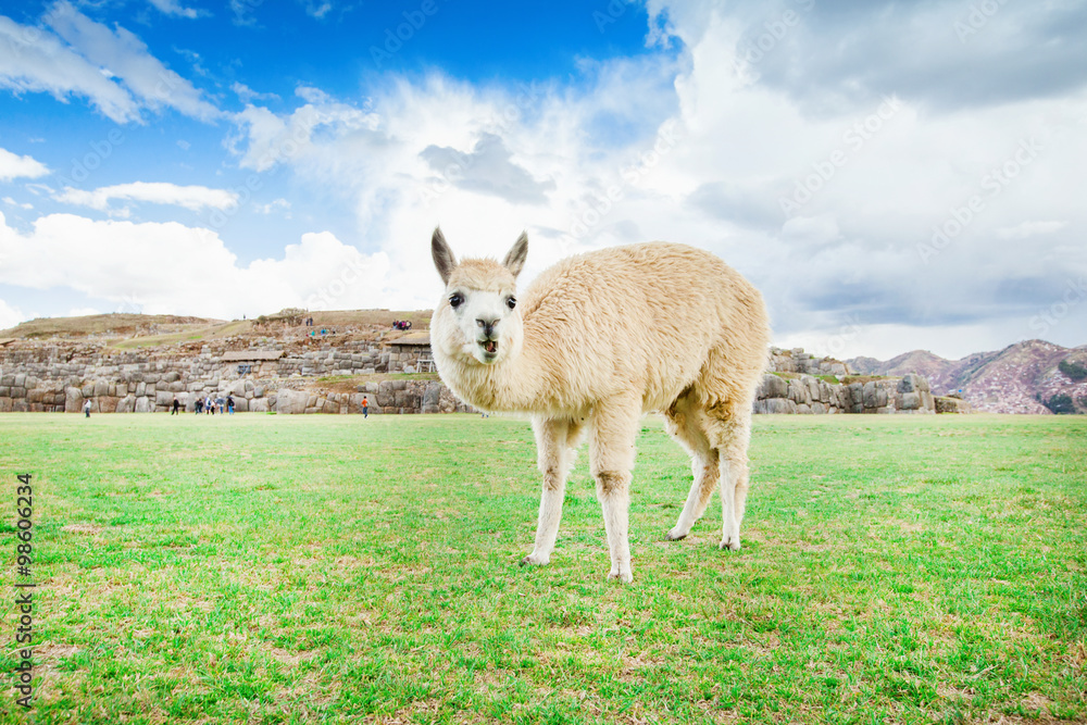 Obraz premium lamas in Andes,Mountains, Peru