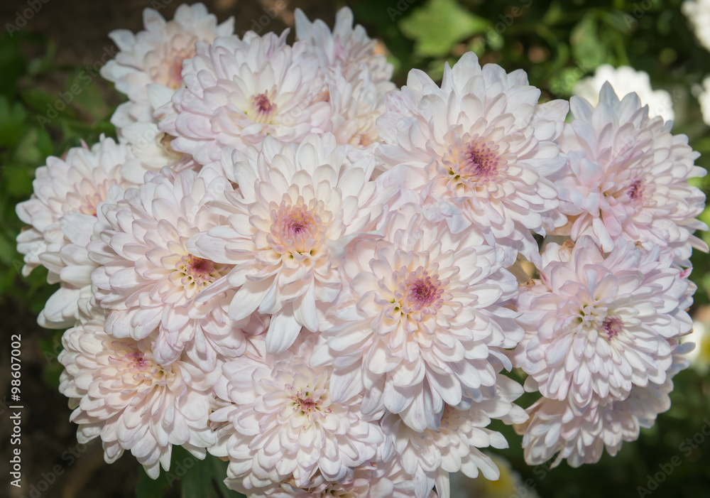 white daisy flower white daisy flower