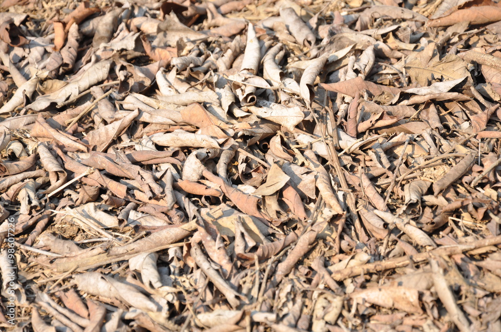 Dry leaves on the ground