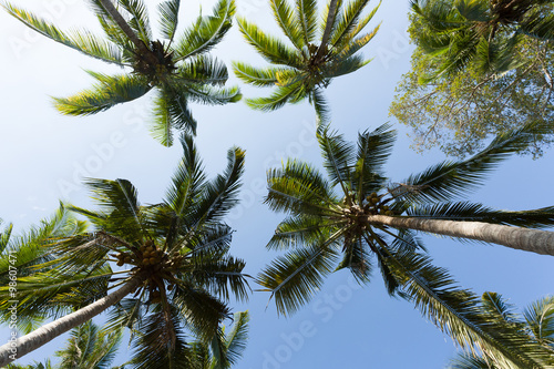 coco-palm tree against blue sky