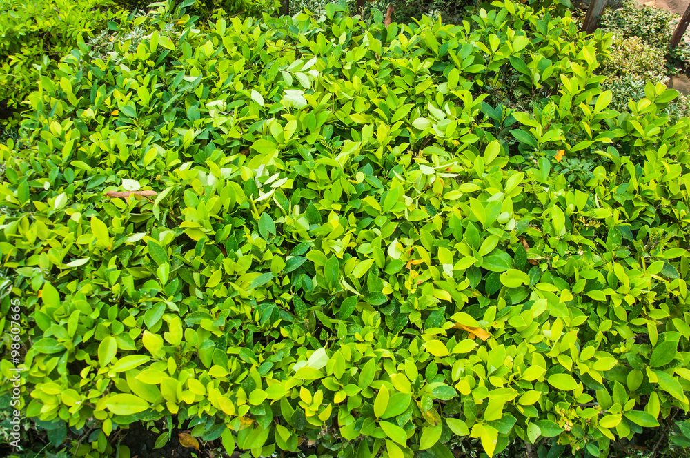Obraz premium Green leaves texture