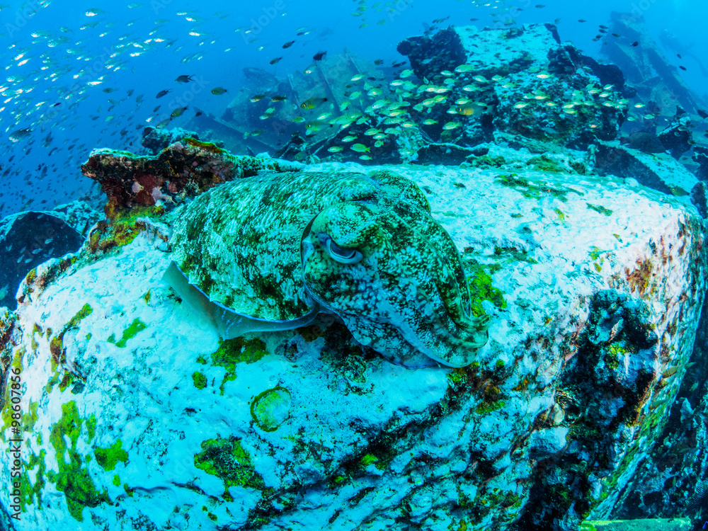 Fototapeta premium Cuttlefish