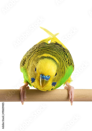 Photography Budgerigar. Parrot isolated on white background.