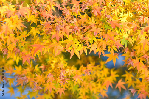 yellow Maple leaves