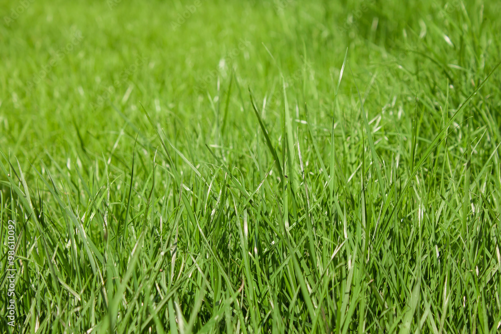 Green lawn grass Green lawn grass
