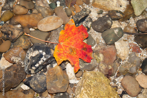 Leaf and stones