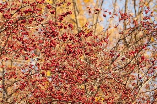 Red hawthorn fruits