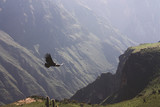 Condor flying through canyon