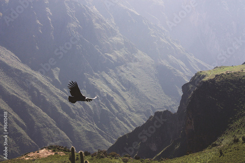 Condor flying through canyon
