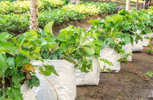 plant strawberry trees in white plastic bag