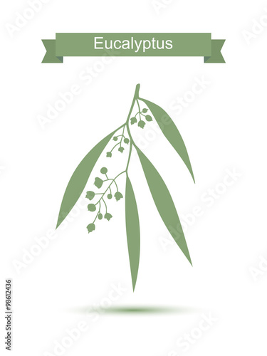 Eucalyptus. Isolated on white background