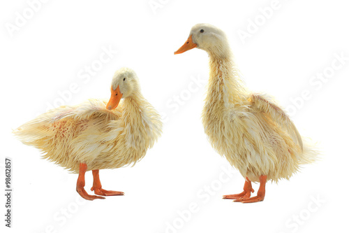 Two wet duck