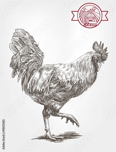 proud rooster sketch