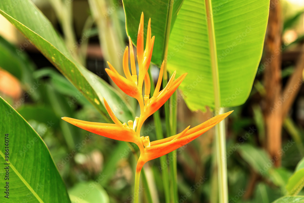 Obraz premium eine schöne Blume (Heliconia aurantiaca) in Costa Rica