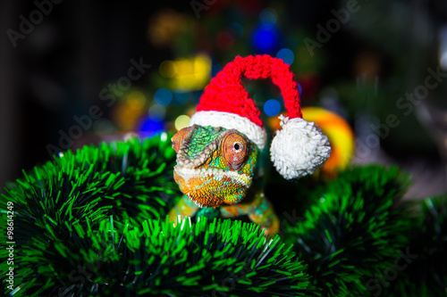 Chameleon  Santa Claus