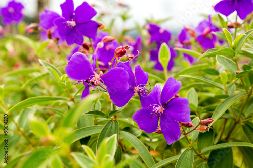 eine lila Blumen in Costa Rica