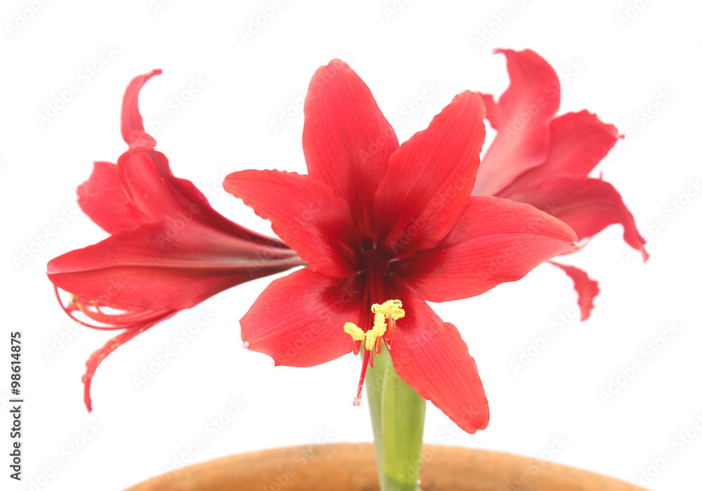 Hippeastrum red flowers isolated on white background