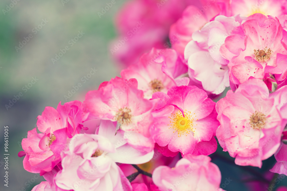 Beautiful pink roses close-up, toning Beautiful pink roses close-up, toning