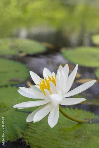 Beautiful lotus flower